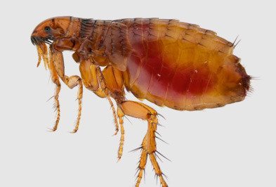 Pooch Picks – Flea From Danger