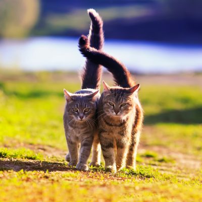 Getting Purrsonal – A Tail Of Two Kitties