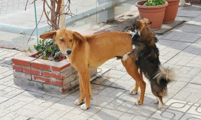 Pooch Picks – Canine Coupling